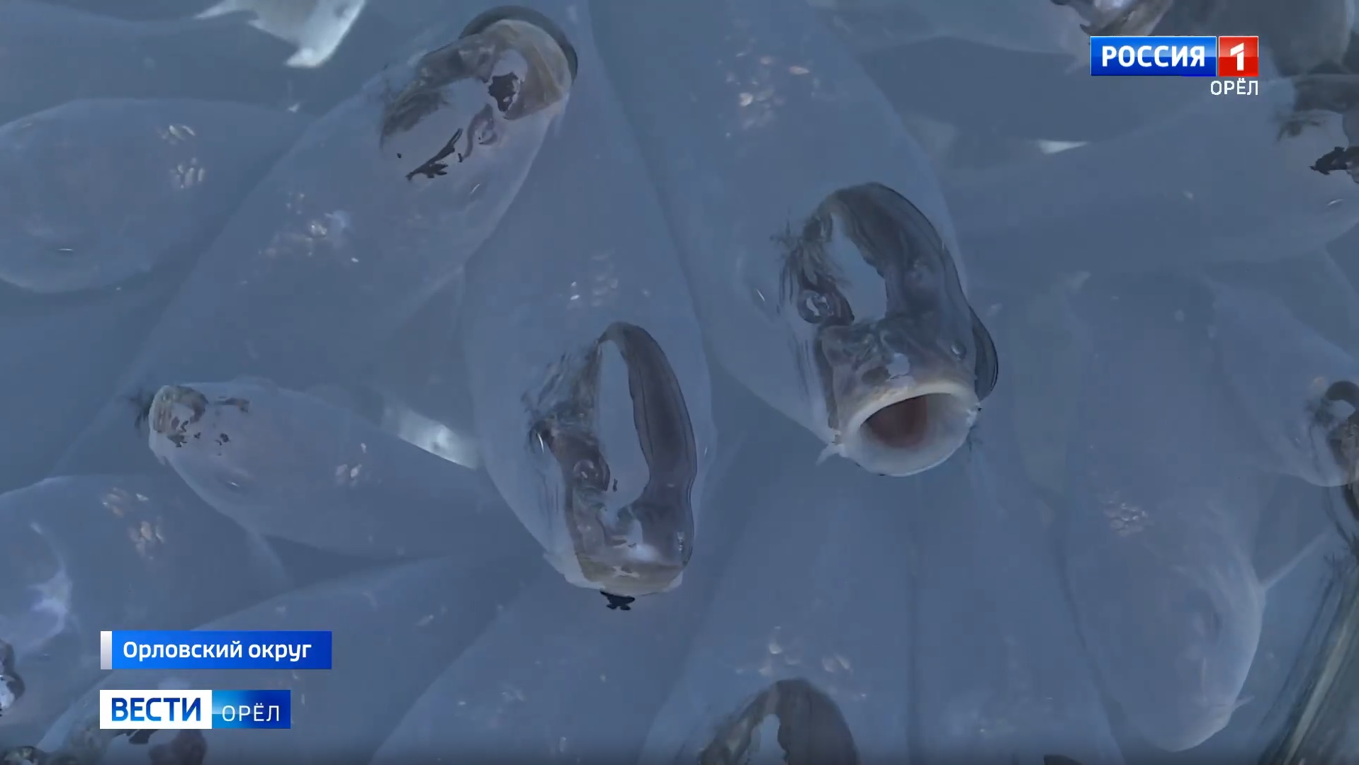 Реку под Орлом заселили мальками сазана и стерляди