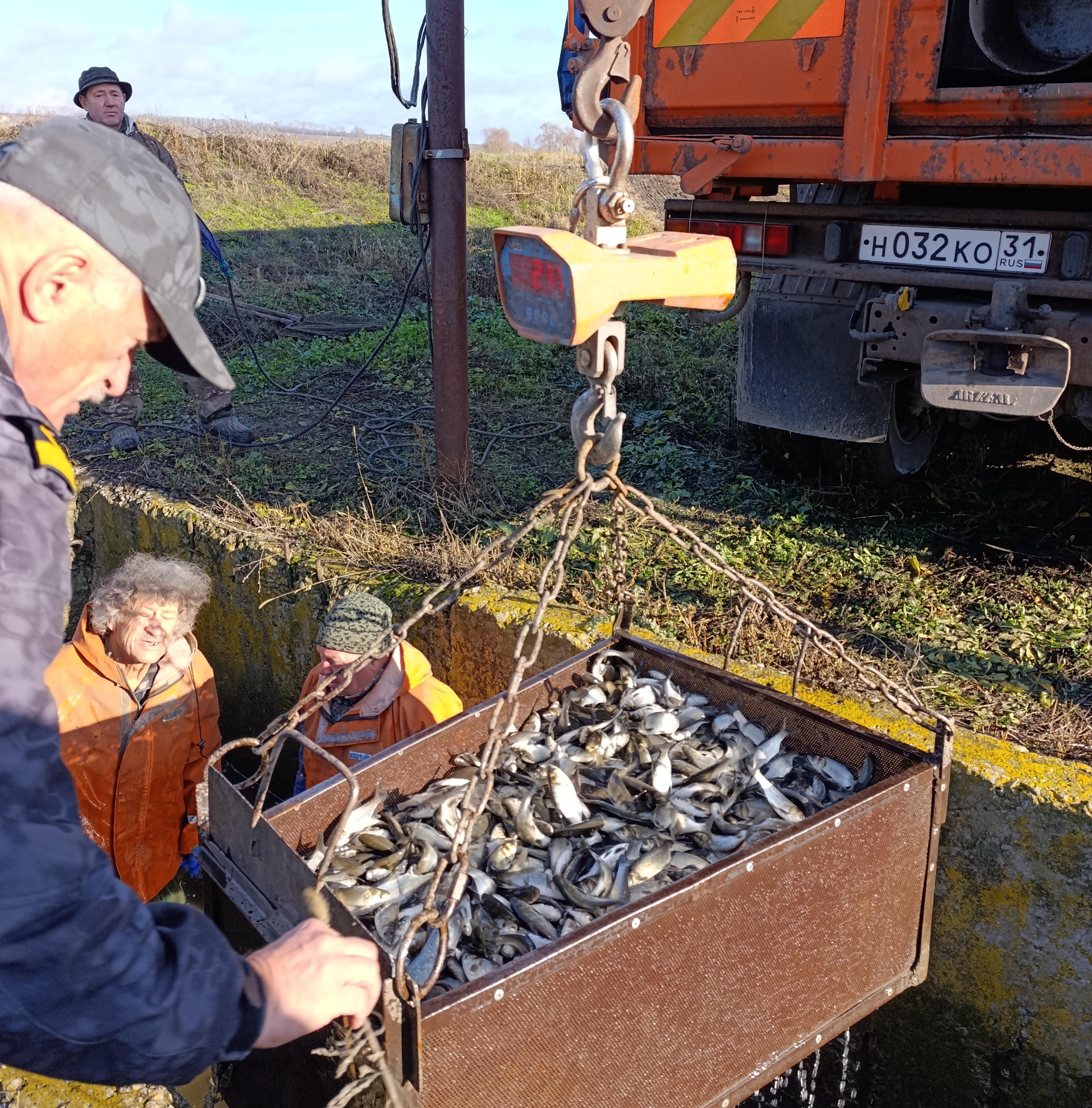 Свыше 160 тысяч экземпляров толстолобика белого выпущено в водоемы Белгородской области