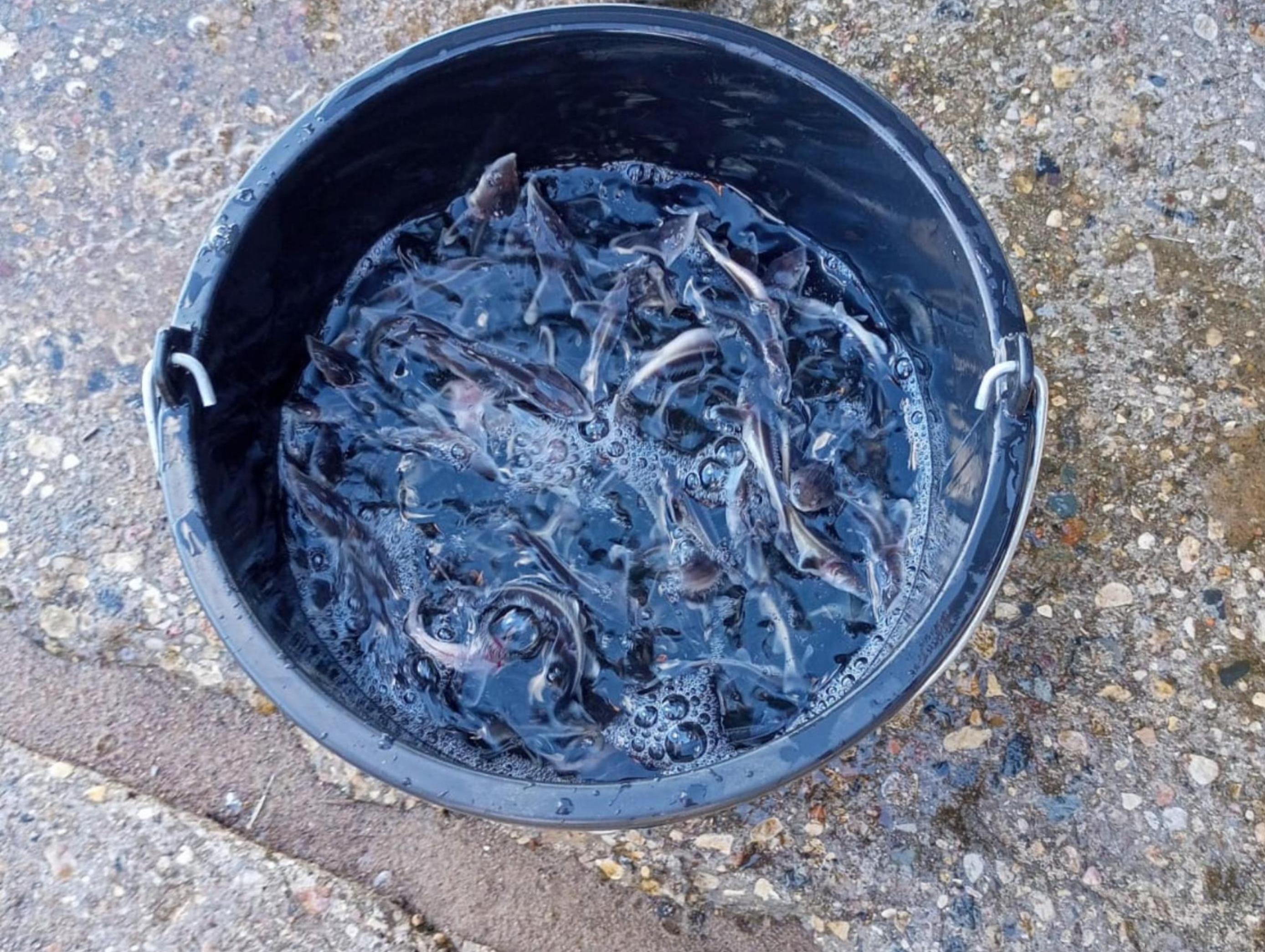 Более I тысячи экземпляров молоди стерляди выпущено в Горьковское водохранилище