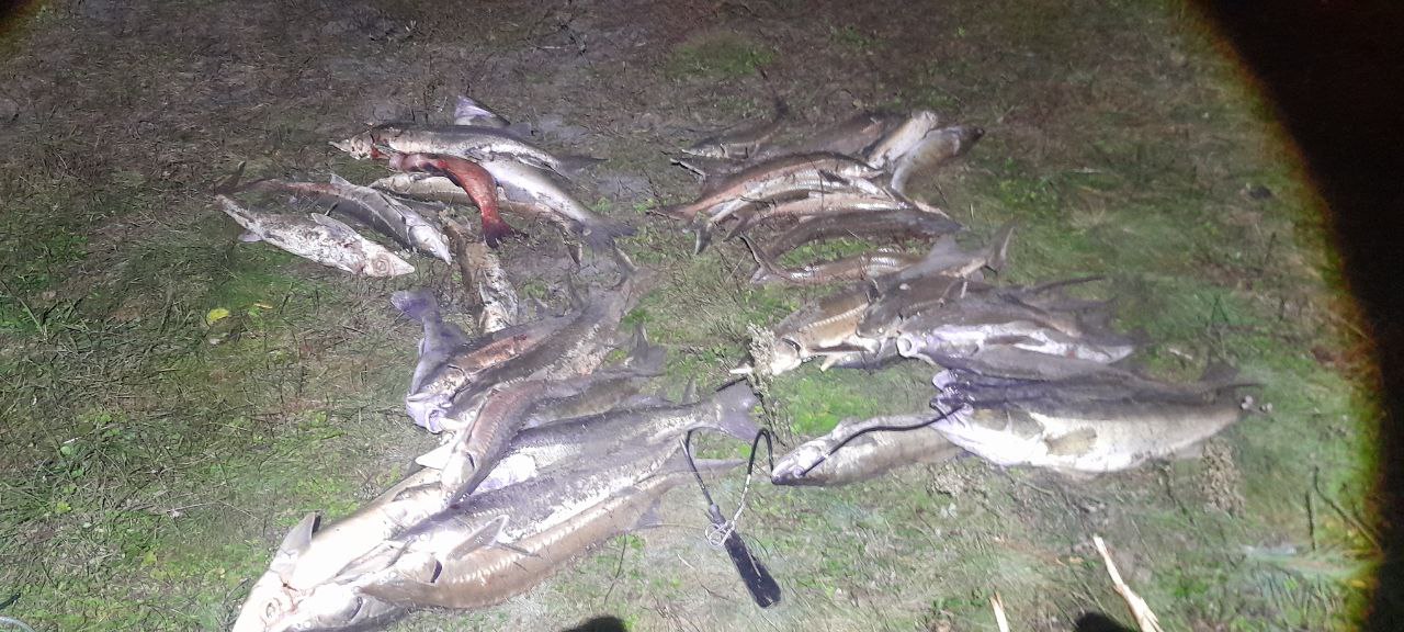 Сотрудники рыбоохраны пресекли незаконную добычу водных биоресурсов на реке Ока