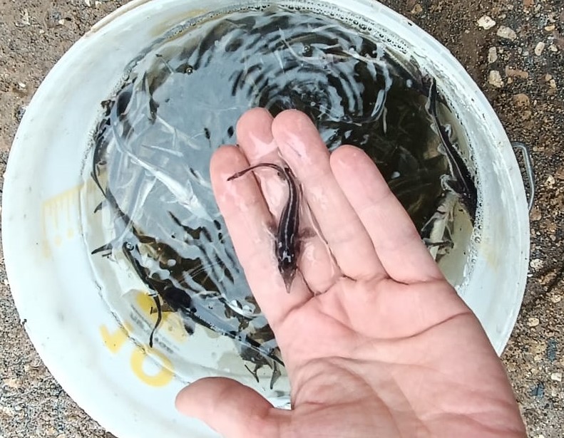  Более 16 тысяч молоди стерляди выпустили в Горьковское водохранилище