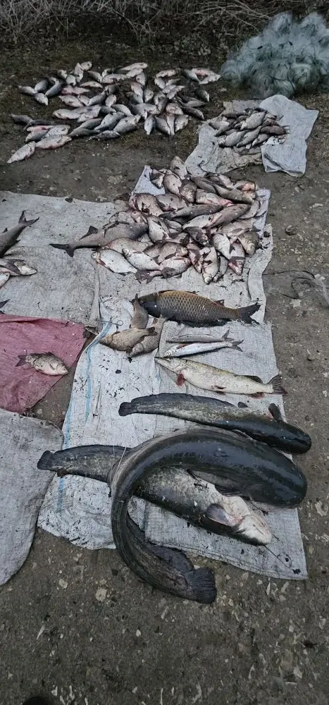Более 700 м сетей и свыше 200 кг водных биоресурсов изъято в ходе рейда на Пестовском водохранилище в Подмосковье