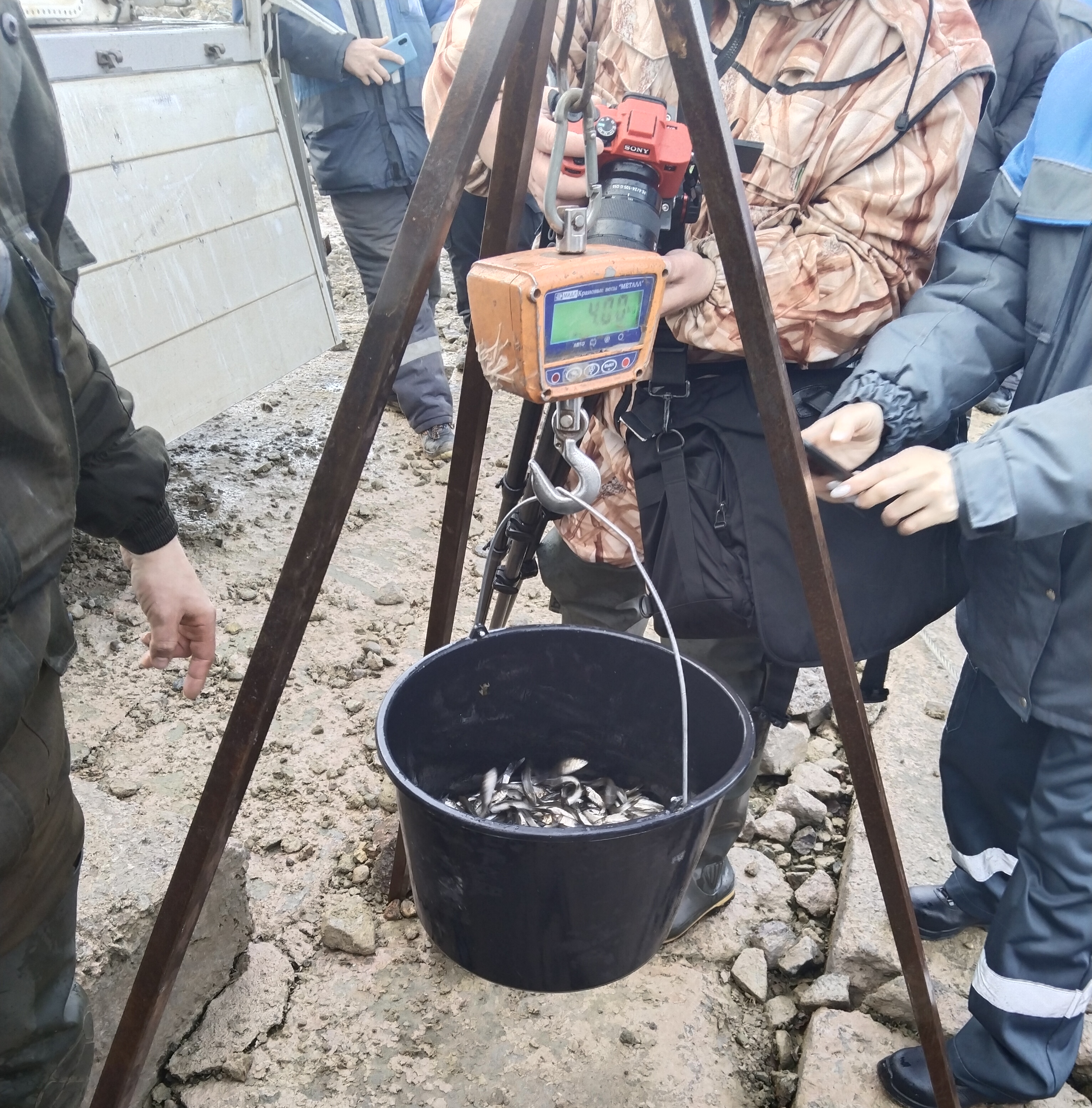 Более 100 тысяч штук молоди водных биоресурсов выпустили в озеро Удомля в Тверской области
