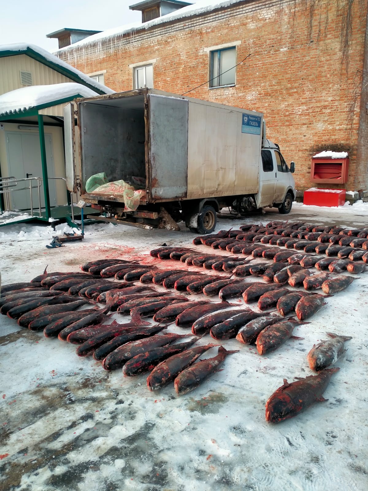 В Смоленской области рыбоохраной пресечена незаконная транспортировка водных биоресурсов
