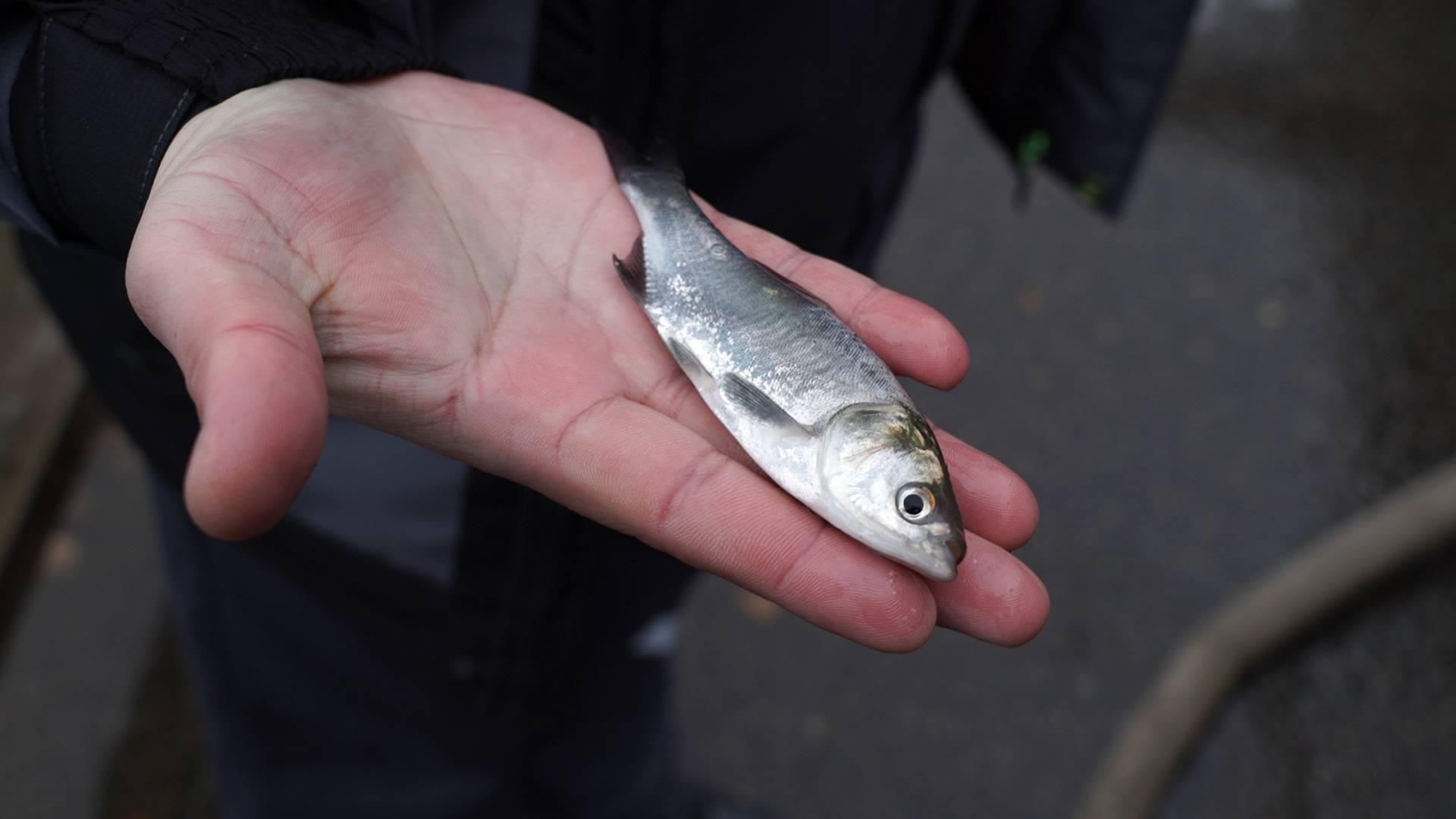 Более 600 тыс. экземпляров растительноядных пород выпущено Смоленской АЭС в Десногорское водохранилище