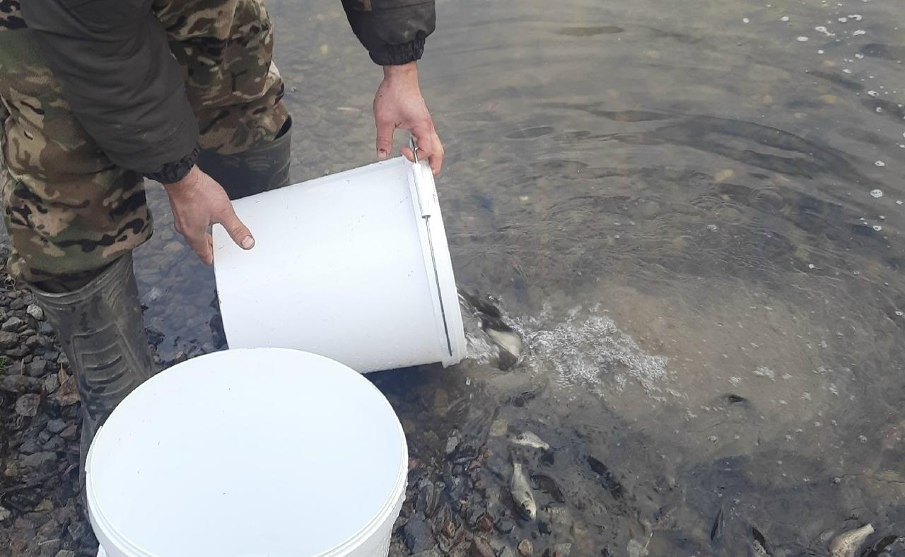Компенсационный выпуск водных биоресурсов в реку Десна