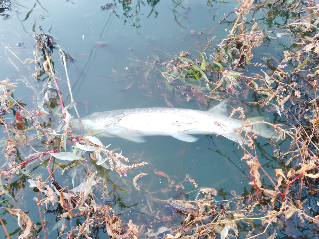 Арбитражный суд постановил взыскать более 2,8 млн рублей с птицефабрики за ущерб водным биоресурсам