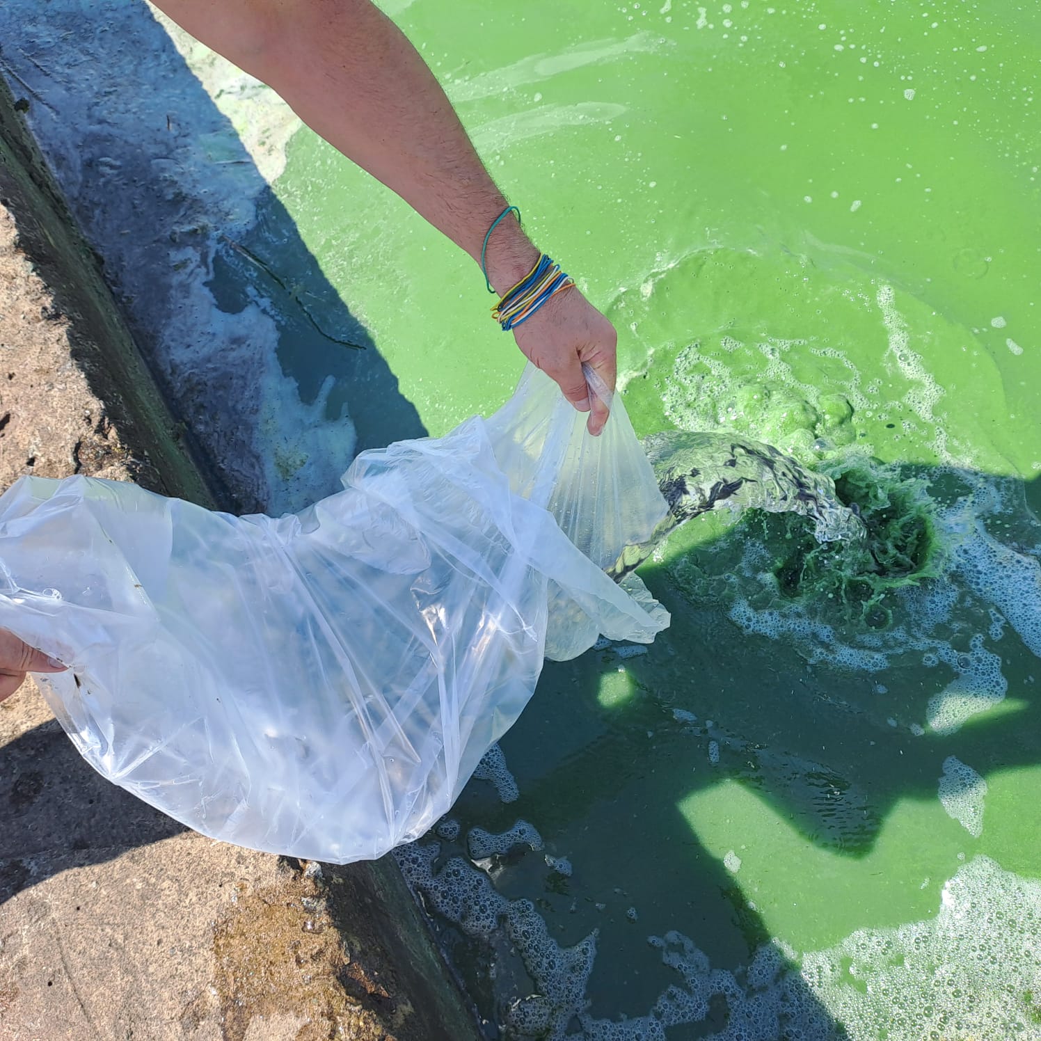 Угличское водохранилище пополнилось молодью стерляди