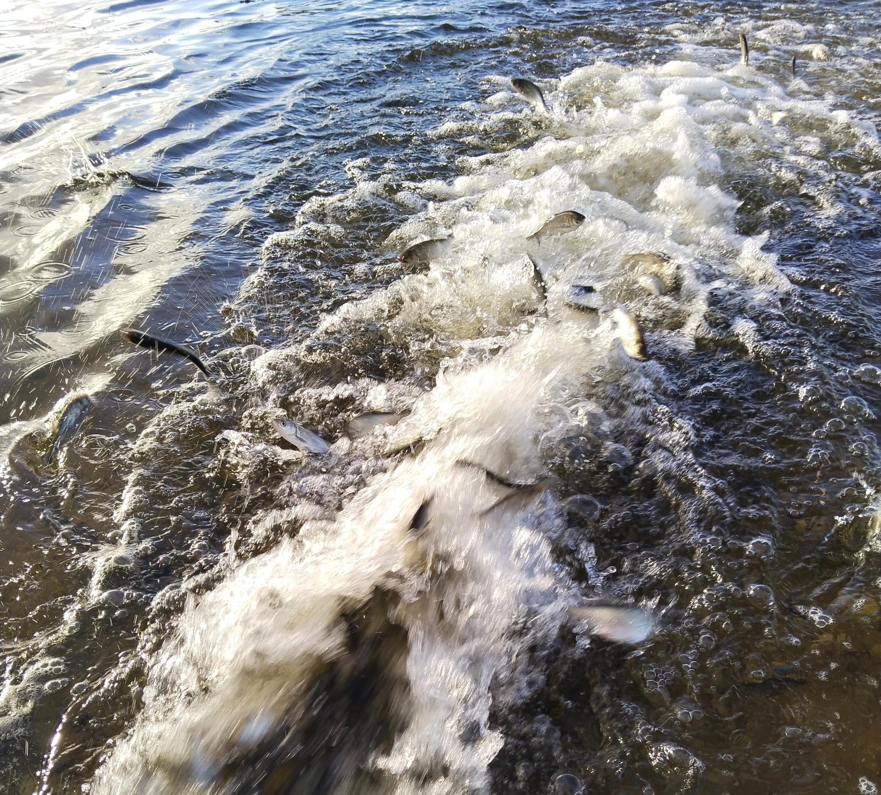 Более 33 тысяч экземпляров толстолобика выпустили в озеро Удомля