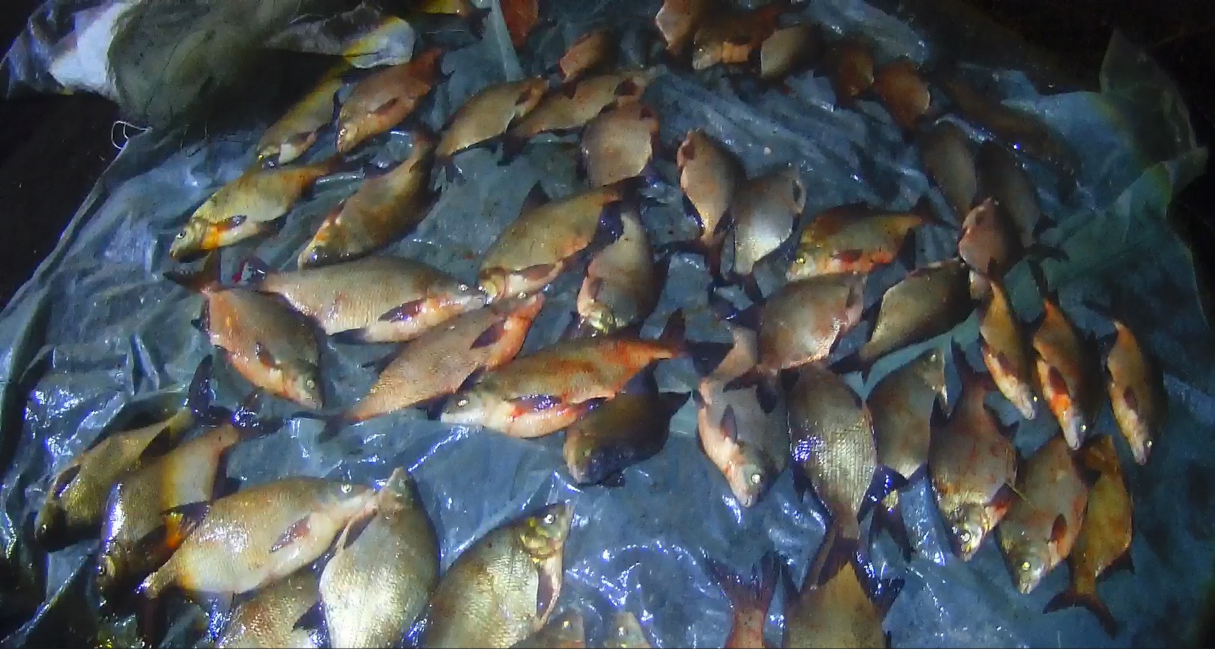 Незаконная добыча рыбы на реке Ока в нерестовый период 