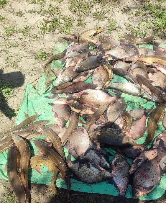 В сезон нереста на реке Ока незаконно добывали рыбу 