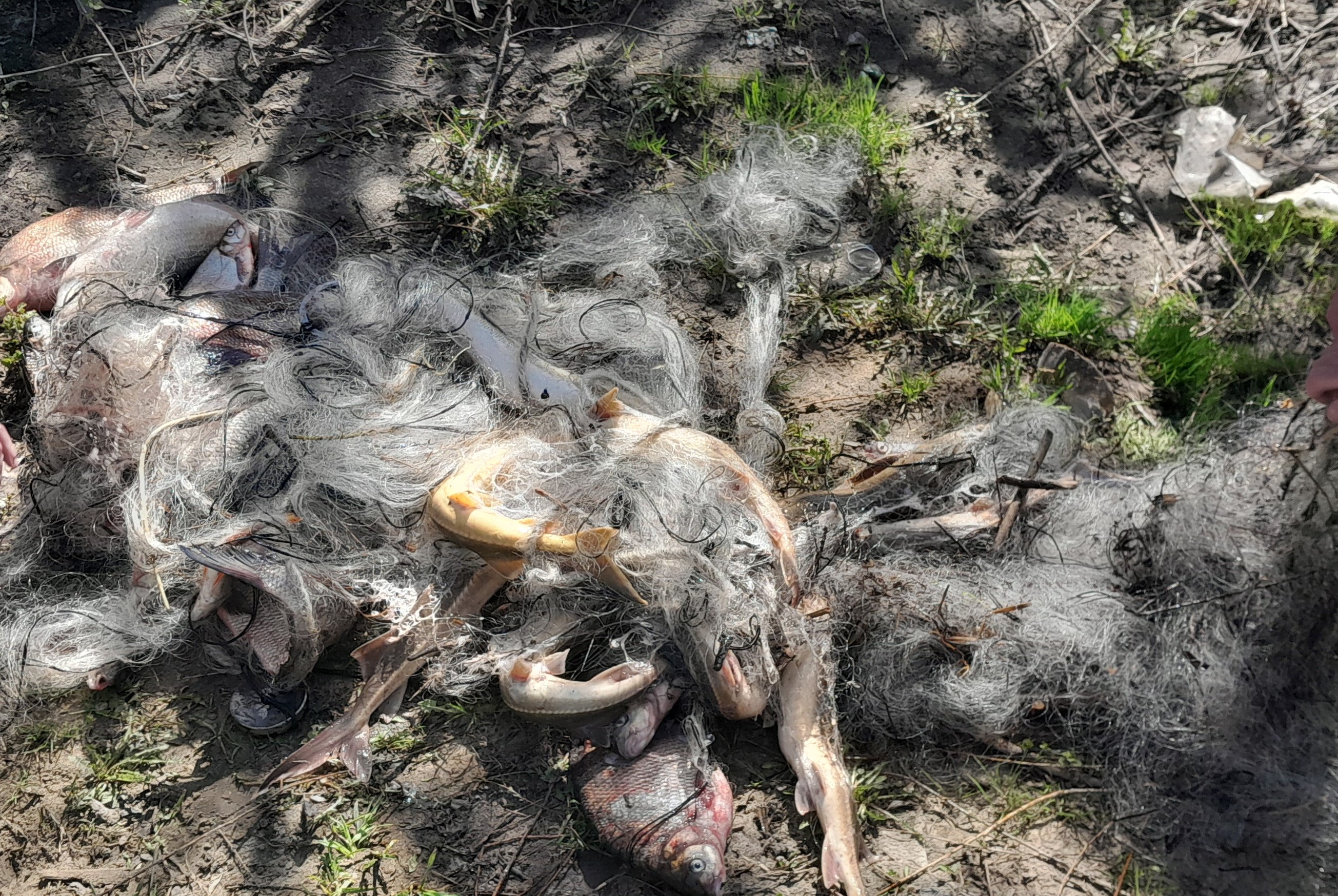 В сезон нереста на реке Ока незаконно добывали рыбу 