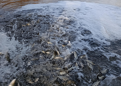 Свыше 160 тысяч экземпляров толстолобика белого выпущено в водоемы Белгородской области