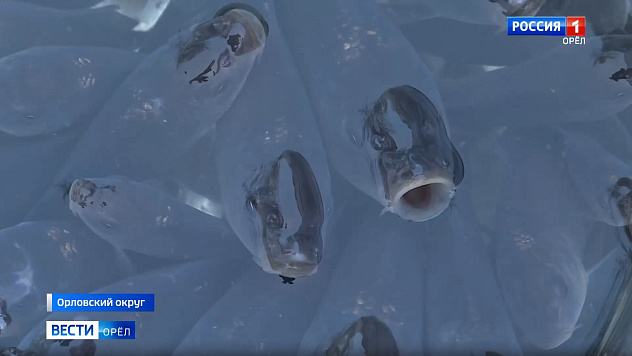 Реку под Орлом заселили мальками сазана и стерляди