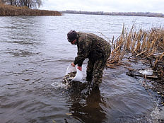 Водоемы Тамбовской области пополнились молодью