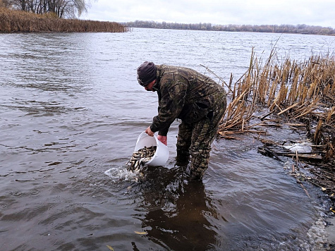 Водоемы Тамбовской области пополнились молодью