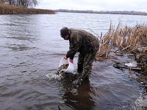 Водоемы Тамбовской области пополнились молодью