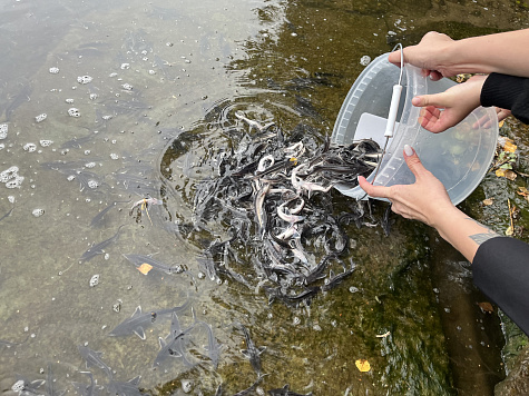 В реку Ока выпустили более 7 тысяч экземпляров молоди стерляди