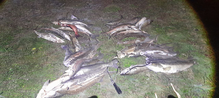 Сотрудники рыбоохраны пресекли незаконную добычу водных биоресурсов на реке Ока