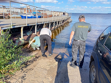 Более I тысячи экземпляров молоди стерляди выпущено в Горьковское водохранилище