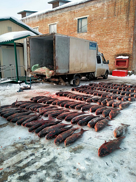В Смоленской области рыбоохраной пресечена незаконная транспортировка водных биоресурсов
