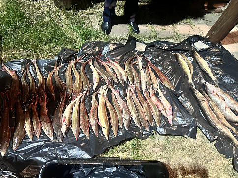 Продукция из осетровых предположительно браконьерского происхождения изъята в ходе рейда во Владимирской области  