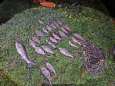 В ходе рыбоохранного рейда на реке Ока в Тульской области  выявлен незаконный вылов рыбы