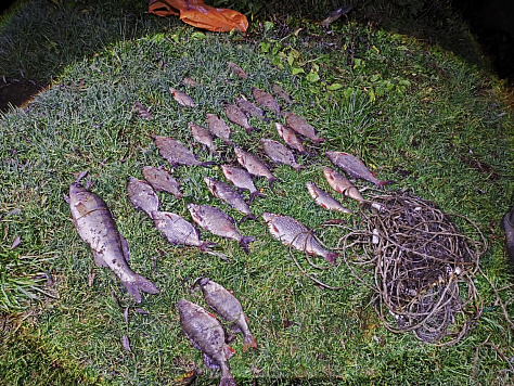 В ходе рыбоохранного рейда на реке Ока в Тульской области  выявлен незаконный вылов рыбы