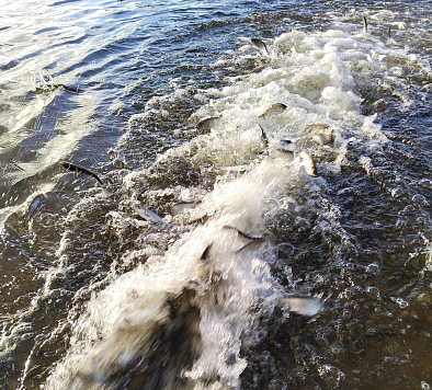 Более 33 тысяч экземпляров толстолобика выпустили в озеро Удомля