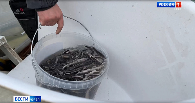 Под Орлом в реку выпустили две тысячи мальков стерляди