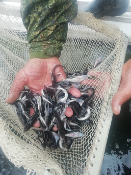 Более 300 тыс. штук молоди стерляди выпустили в Горьковское водохранилище 
