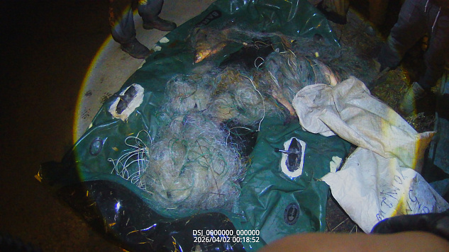 Незаконная добыча рыбы на реке Ока в нерестовый период 