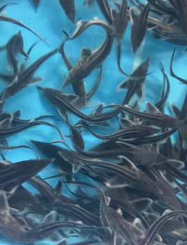 Более 33 тысяч экземпляров молоди стерляди выпустили в Горьковское водохранилище в границах Костромской области 